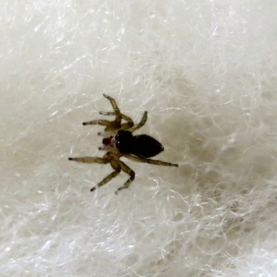 Salticidae (family) (Unidentified Jumping spider) at Conjola, NSW - 15 Jan 2019 by Margieras