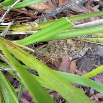 Lomandra longifolia (Spiny-headed Mat-rush, Honey Reed) at Conjola, NSW - 16 Oct 2018 by Margieras