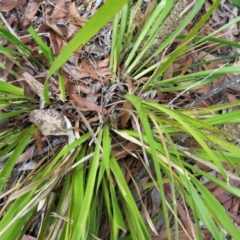 Lomandra longifolia at Conjola, NSW - 16 Oct 2018 12:33 PM