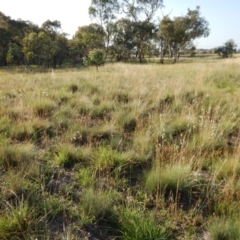 Poa labillardierei (Common Tussock Grass, River Tussock Grass) at Cook, ACT - 16 Jan 2019 by CathB