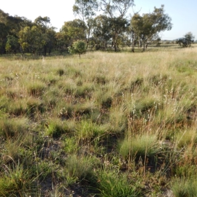 Poa labillardierei (Common Tussock Grass, River Tussock Grass) at Cook, ACT - 16 Jan 2019 by CathB