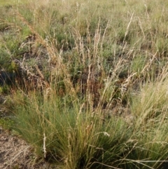 Poa labillardierei at Cook, ACT - 16 Jan 2019