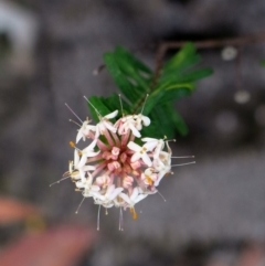 Pimelea linifolia subsp. linifolia (Queen of the Bush, Slender Rice-flower) at Conjola, NSW - 16 Oct 2018 by Margieras