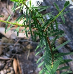 Pimelea linifolia subsp. linifolia at Conjola, NSW - 16 Oct 2018
