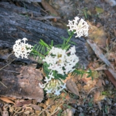 Pimelea linifolia subsp. linifolia at Conjola, NSW - 16 Oct 2018