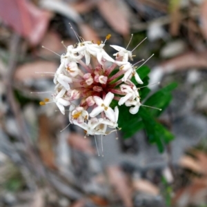 Pimelea linifolia subsp. linifolia at Conjola, NSW - 16 Oct 2018