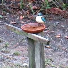 Todiramphus sanctus (Sacred Kingfisher) at Conjola, NSW - 9 Jan 2019 by Margieras