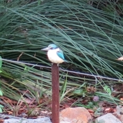 Todiramphus sanctus at Conjola, NSW - 10 Jan 2019 09:10 AM