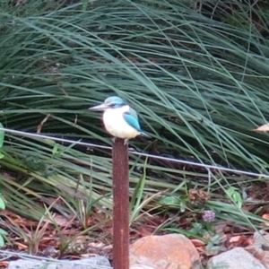 Todiramphus sanctus at Conjola, NSW - 10 Jan 2019