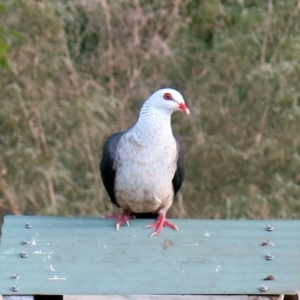 Columba leucomela at Conjola, NSW - 17 Feb 2019 05:47 PM