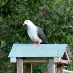 Columba leucomela at Conjola, NSW - 17 Feb 2019 05:47 PM