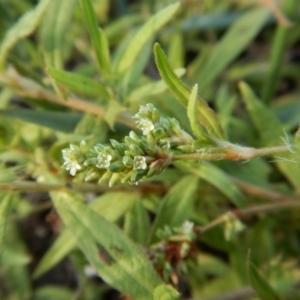 Persicaria prostrata at Cook, ACT - 16 Jan 2019