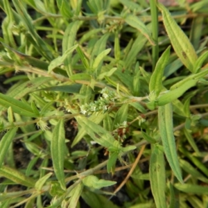 Persicaria prostrata at Cook, ACT - 16 Jan 2019 07:51 AM