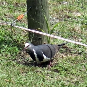 Leucosarcia melanoleuca at Conjola, NSW - 8 Jan 2019 02:16 PM