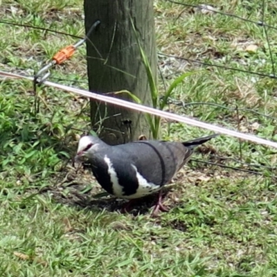 Leucosarcia melanoleuca (Wonga Pigeon) at Conjola, NSW - 8 Jan 2019 by Margieras