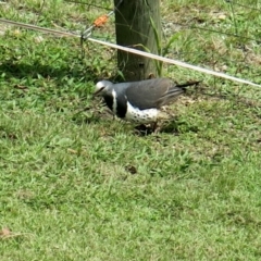 Leucosarcia melanoleuca at Conjola, NSW - 8 Jan 2019