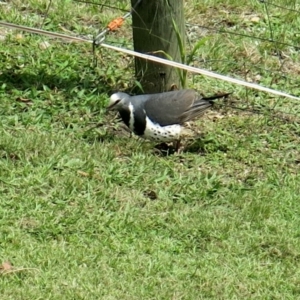 Leucosarcia melanoleuca at Conjola, NSW - 8 Jan 2019 02:16 PM