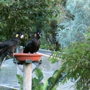 Zanda funerea at Conjola, NSW - 31 Jan 2019