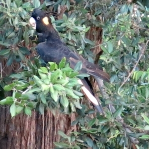 Zanda funerea at Conjola, NSW - 31 Jan 2019