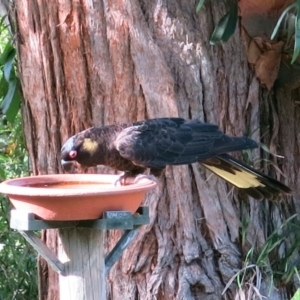 Zanda funerea at Conjola, NSW - 31 Jan 2019 07:54 AM