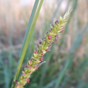 Setaria sp. at Cook, ACT - 17 Jan 2019