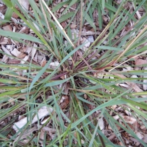 Setaria sp. at Cook, ACT - 17 Jan 2019