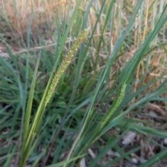 Setaria sp. at Cook, ACT - 17 Jan 2019 06:36 AM