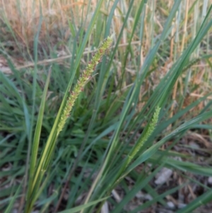 Setaria sp. at Cook, ACT - 17 Jan 2019 06:36 AM