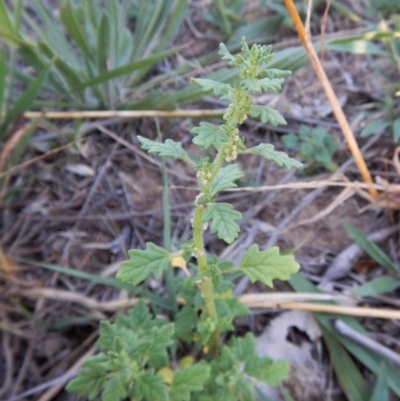 Dysphania pumilio (Small Crumbweed) at Cook, ACT - 16 Jan 2019 by CathB