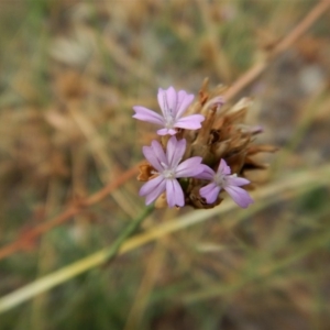 Petrorhagia nanteuilii at Cook, ACT - 18 Jan 2019 06:33 AM