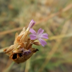 Petrorhagia nanteuilii at Cook, ACT - 18 Jan 2019 06:33 AM