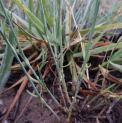 Petrorhagia nanteuilii at Cook, ACT - 18 Jan 2019