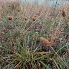 Petrorhagia nanteuilii at Cook, ACT - 18 Jan 2019