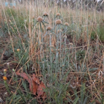 Euchiton sphaericus (Star Cudweed) at Mount Painter - 17 Jan 2019 by CathB