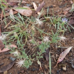 Vittadinia cuneata var. cuneata (Fuzzy New Holland Daisy) at Cook, ACT - 18 Jan 2019 by CathB