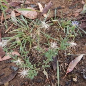 Vittadinia cuneata var. cuneata at Cook, ACT - 18 Jan 2019 07:37 AM