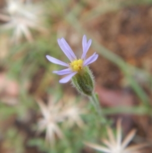 Vittadinia cuneata var. cuneata at Cook, ACT - 18 Jan 2019 07:37 AM