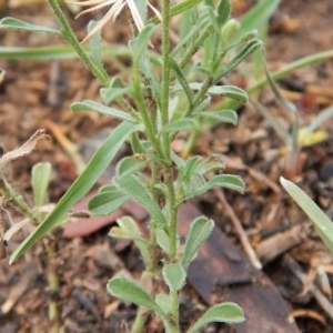 Vittadinia cuneata var. cuneata at Cook, ACT - 18 Jan 2019 07:37 AM