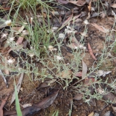 Vittadinia gracilis (New Holland Daisy) at Mount Painter - 17 Jan 2019 by CathB