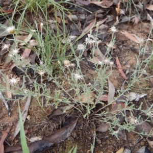 Vittadinia gracilis at Dunlop, ACT - 18 Jan 2019 07:44 AM