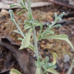 Vittadinia gracilis at Dunlop, ACT - 18 Jan 2019