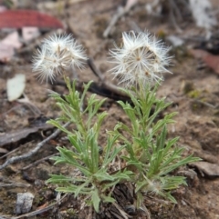 Vittadinia muelleri (Narrow-leafed New Holland Daisy) at Dunlop, ACT - 17 Jan 2019 by CathB