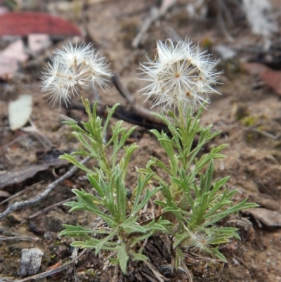 Vittadinia muelleri (Narrow-leafed New Holland Daisy) at Dunlop, ACT - 18 Jan 2019 by CathB