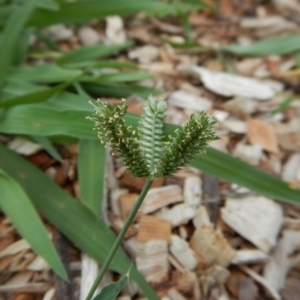 Eleusine tristachya at Cook, ACT - 20 Jan 2019 08:55 AM