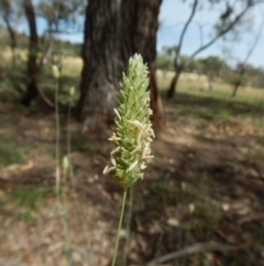 Phalaris aquatica (Phalaris, Australian Canary Grass) at Dunlop, ACT - 20 Jan 2019 by CathB