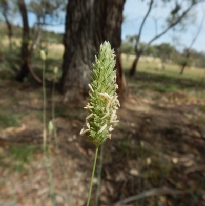 Phalaris aquatica (Phalaris, Australian Canary Grass) at Dunlop, ACT - 20 Jan 2019 by CathB