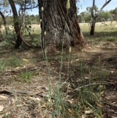 Phalaris aquatica at Dunlop, ACT - 20 Jan 2019 10:44 AM