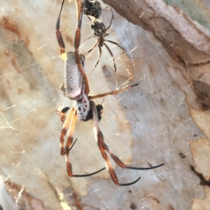 Trichonephila edulis at Campbell, ACT - 28 Jan 2017