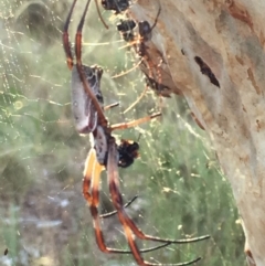 Trichonephila edulis at Campbell, ACT - 28 Jan 2017