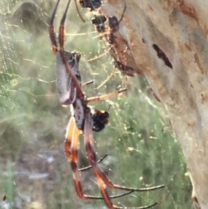 Trichonephila edulis at Campbell, ACT - 28 Jan 2017 07:58 AM